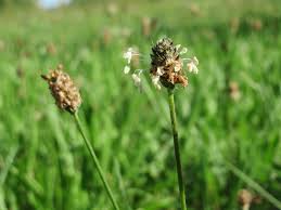 ribwort.jpeg