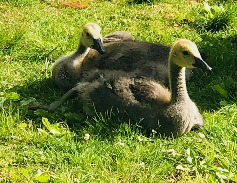 Goose Pond Park Geese May 2020